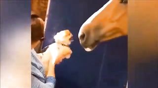 Funny animation videos