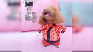Baby dogs funny