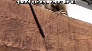 7 signes qui prouvent que ton chat te déteste ????????