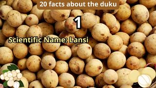 20 Facts about duku