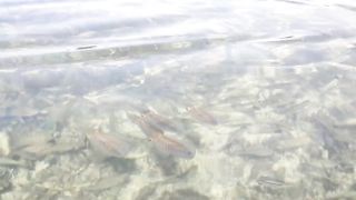 menangkap Ribuan Ikan buat makan sekampung