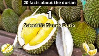 20 Facts about durian