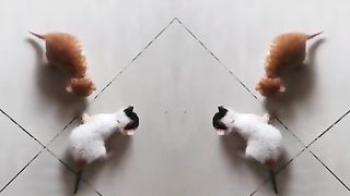 Funny Animals - Cute  - Animals