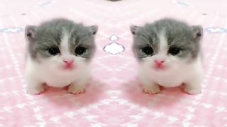 Funny Animals - Cute Cats #23 - Animals Video 2023