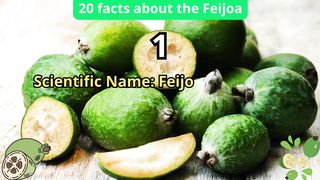 20 Facts about feijoa