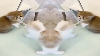 Funny Animals - Cute Cats  - Animals Video 2023