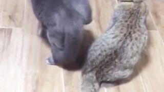 Funny cat #kucing lucu #kucing gemoy 7 2