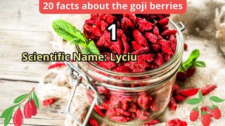 20 Facts about goji berries
