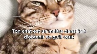 7 choses que ton chat sait sur toi mais que tu ignores ????????