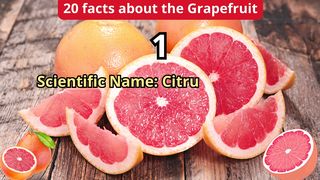 20 Facts about grapefruit