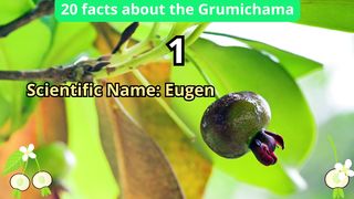 20 Facts about grumichama