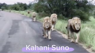 Funny Lion Viral Video 11