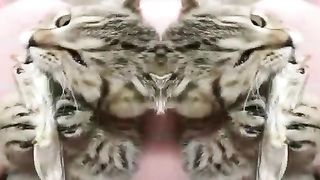 Funny Animals - Cute Cats - Animals Video 2023