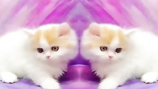 Funny Animals - Cute Cats # Animals Video 2023