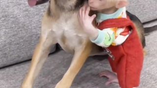 The monkey is playing with the dog