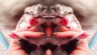 Funny Animals - Cute Cats # Animals Video 2023 2