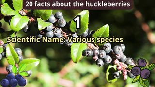 20 Facts about huckleberries