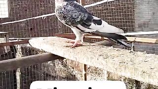 Pigeon for sale 3
