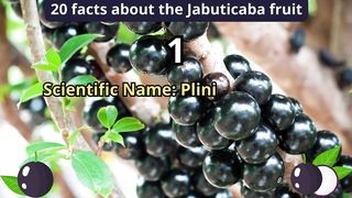 20 Facts about jabuticaba fruit