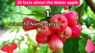 20 Facts about water apple