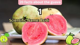 20 Facts about guava