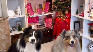 On ouvre le 1er cadeau du calendrier de l’avent de mes chiens ! ???? .