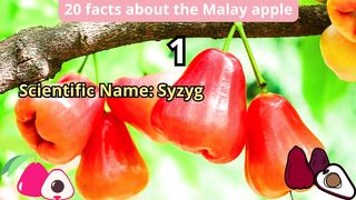20 Facts about malay apple