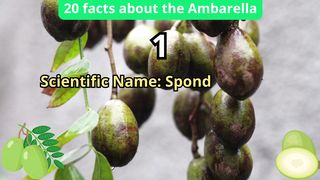 20 Facts about ambarella