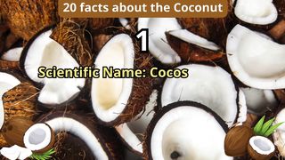 20 Facts about coconut