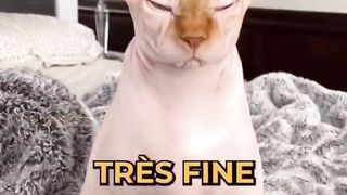Les 4 races de chats les plus chers du monde .