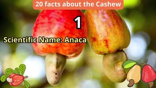 20 Facts about cashew