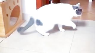 Kucing bikin Ngakak