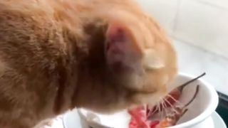 Orange Cat gets sick from eating Chilies
