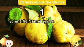 20 Facts about quince