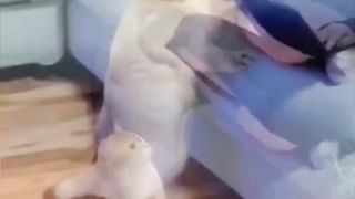 Striped Cat Sees Something Hidden