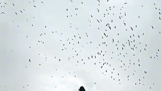Beautiful view/ nature/ song