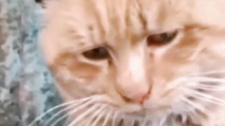 The Love Story of an Orange Cat and a White Cat