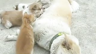 Baby Kitten Breastfeeds with Mother Dog