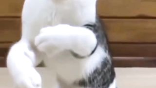 Striped Cat Kung Fu Style