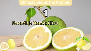 20 Facts about pomelo