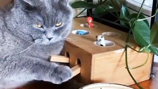 Gray Cat is upset