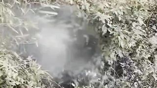 7 mysterious animals caught on camera