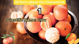 20 Facts about clementine