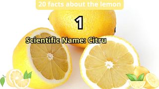 20 Facts about lemon