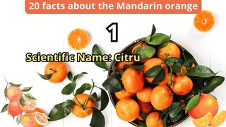 20 Facts about mandarin orange