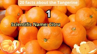 20 Facts about tangerine