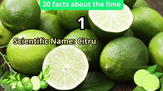 20 Facts about lime