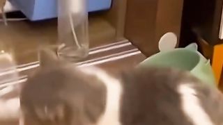 Funny cat #kucing lucu #kucing gemoy 10