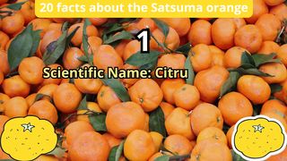 20 Facts about satsuma orange