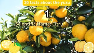 20 Facts about yuzu